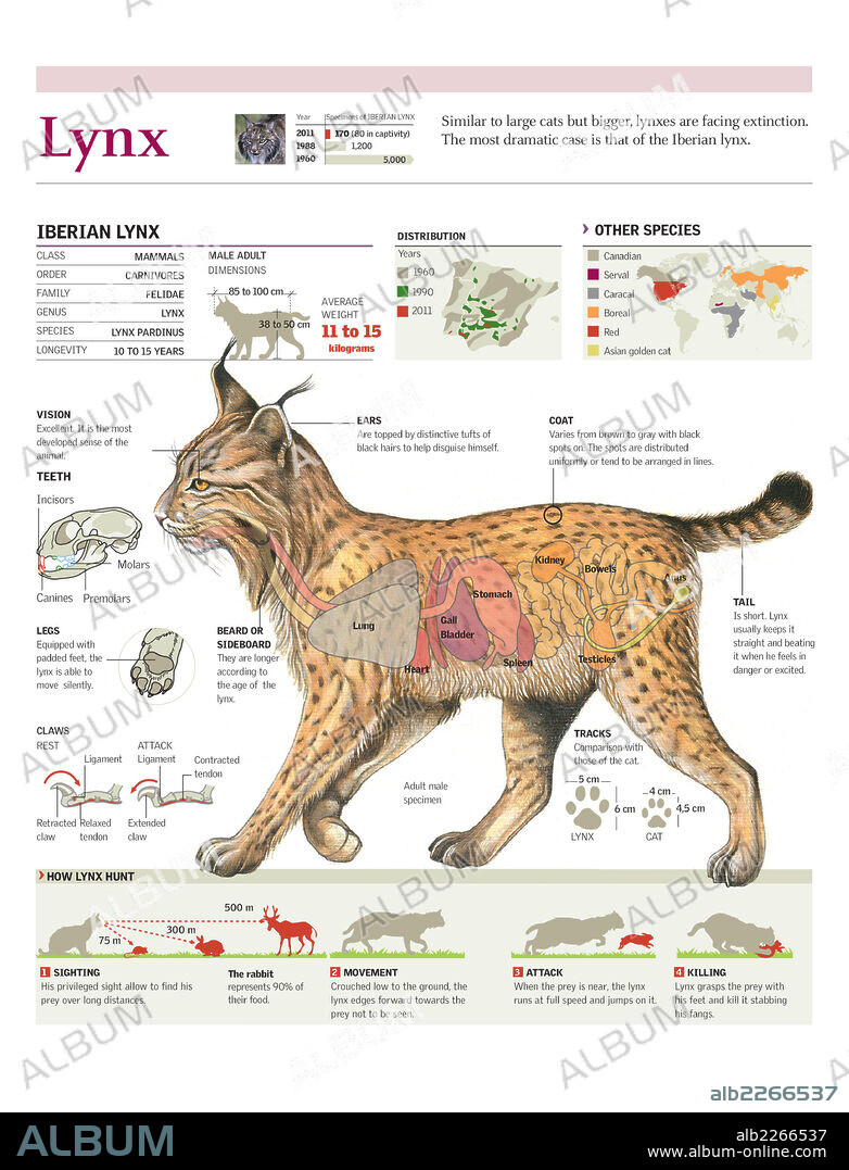 LINCE. Infografía del hábitat, la anatomía y el método de caza del lince ibérico, y mapa de localización de otras especies de linces.