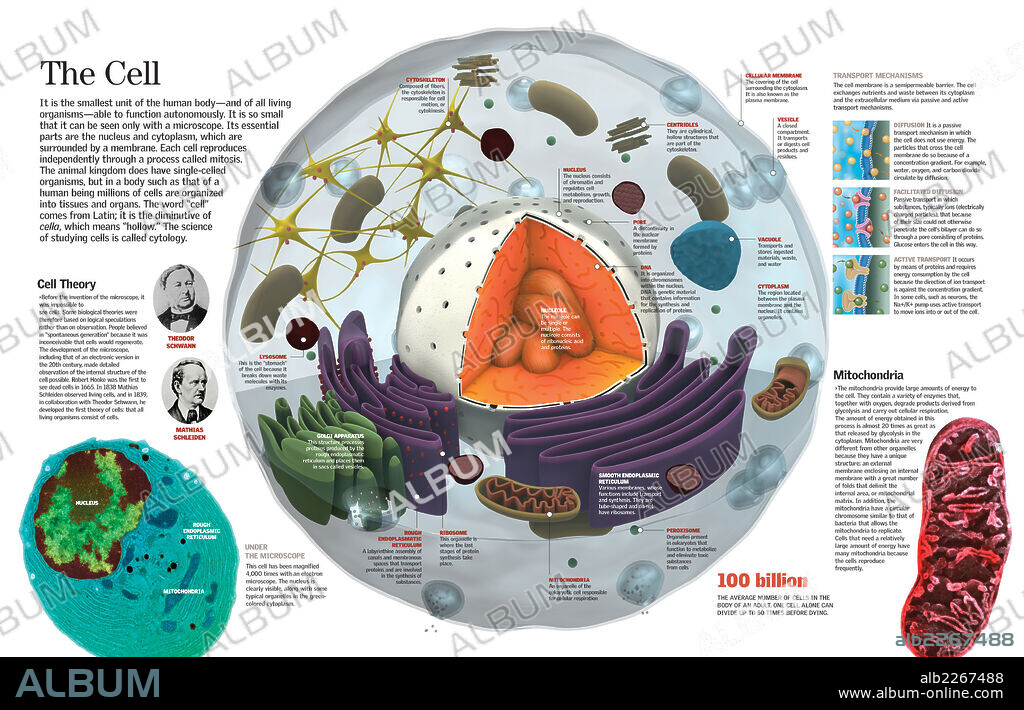 La célula. Infografía de la composición de la célula humana y las principales teorías celulares.