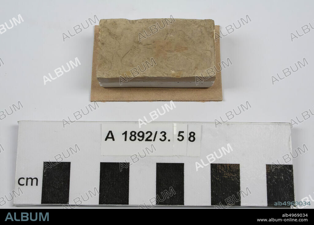 casting, cylinder seal, sulfur, plaster, 2.4 x 4.4 x 1.2 cm, cardboard: 3.3 x 5 cm.