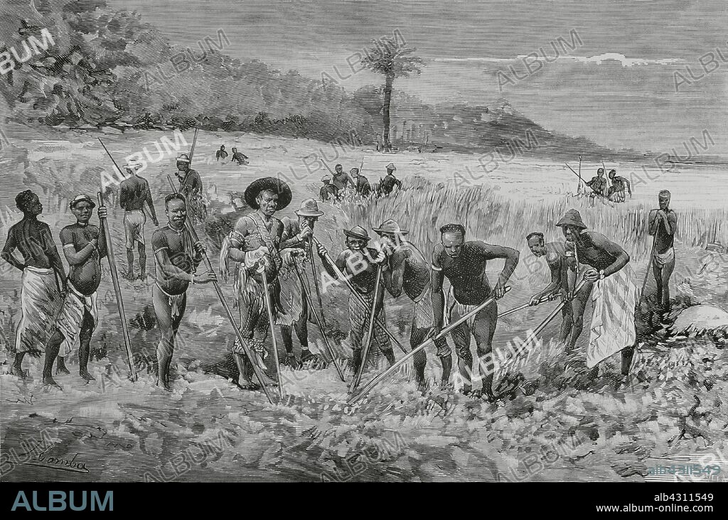 Africa. Golfo de Guinea. Fernando Poo (actual Bioko). Posesiones españolas. Indígenas "Bubis" plantando ñame, tubérculo comestible. Dibujo de Juan Comba. Grabado por Vela. La Ilustración Española y Americana, 30 de agosto de 1883.