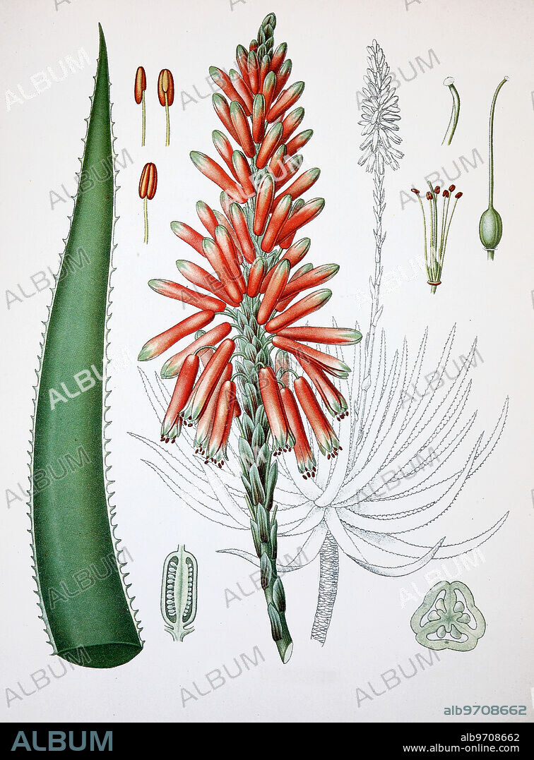 Aloe perryi, Aloe forbesii, Aloe socotrina, is a species of plant in the genus Aloe. It is endemic to Socotra in Yemen, and is known by its name, Socotrine aloe. Medical plans.