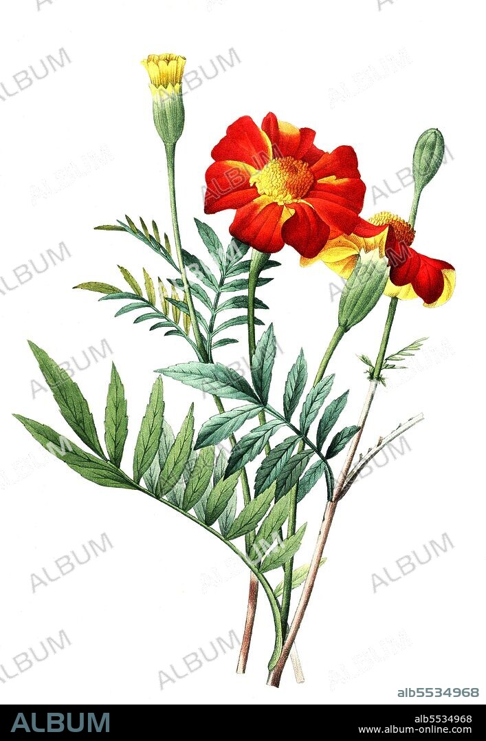 Tagetes, Eillet d'inde, Studentenblume, Samtblume .