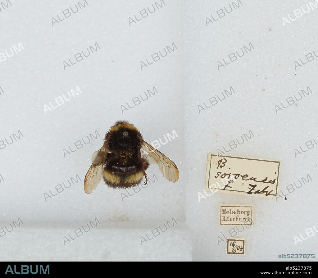 Hels:borg, Bombus (Kallobombus) soroeensis (Fabricius), Animalia, Arthropoda, Insecta, Hymenoptera, Apidae, Apinae.