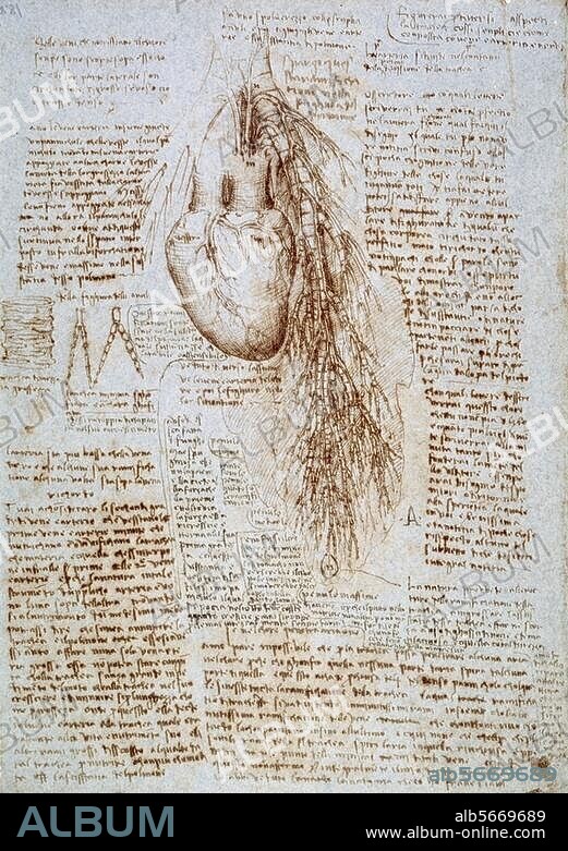 Leonardo da Vinci 1452-1519. Anatomiestudie: Das Herz und die umgebenden Blutgefäße mit der Lunge. Feder in brauner Tusche auf blauem Papier. 288 × 203 mm. Atlas der anatomischen Studien, fol. 162 r. (R.L. 19071r). Windsor, Castle, Royal Library.