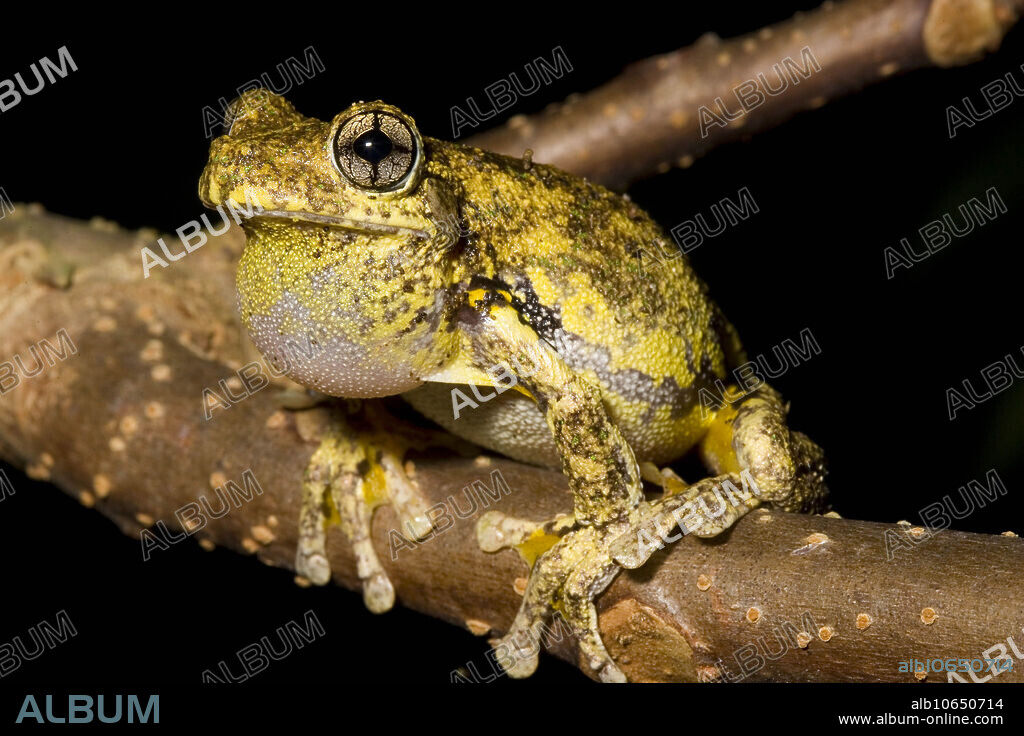 Peron's Tree Frog (Litoria peronii) calling from low branch near water. Common species after rain on eastern Australia.