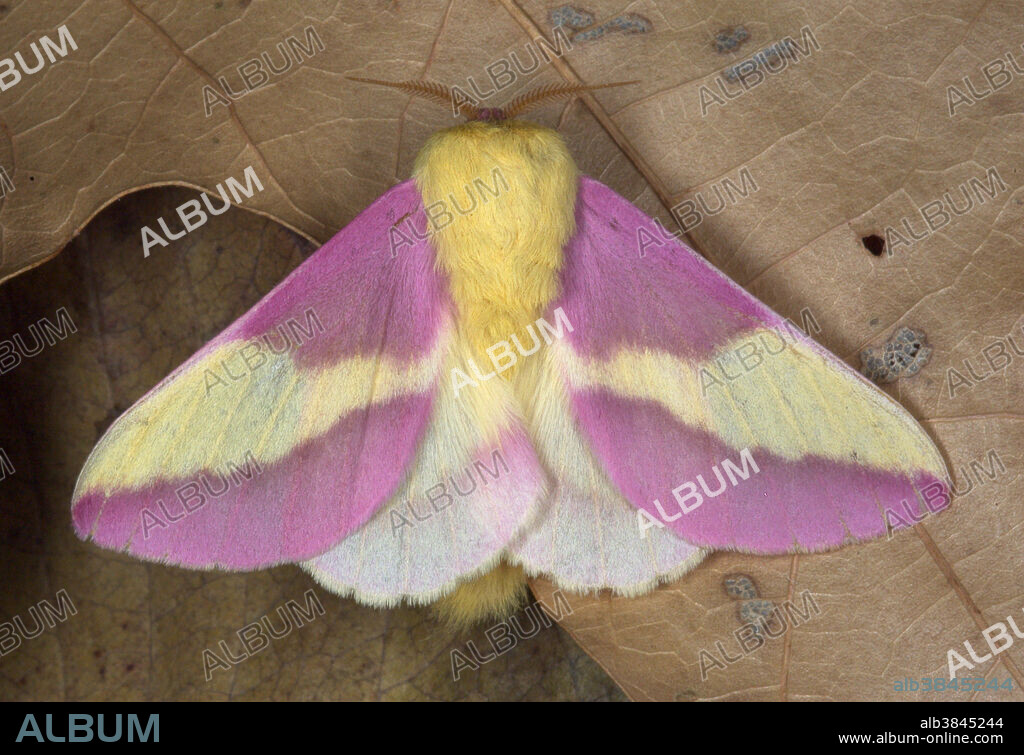 A Rosy Maple moth (Dryocampa rubicunda) perched on a tree.