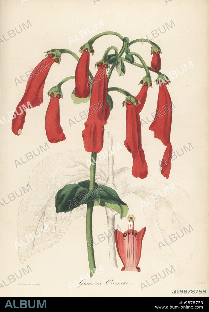 Sinningia cooperi. Native to Brazil, and sent to Mrs Arnold Harrison by her brother around 1829. Named for the wife of Joseph Cooper, botanic gardener at Wentworth. Mrs Cooper's gesneria, Gesneria cooperi. Handcoloured botanical illustration drawn and engraved by Frederick William Smith from Joseph Paxtons Magazine of Botany, and Register of Flowering Plants, Volume 1, Orr and Smith, London, 1834.