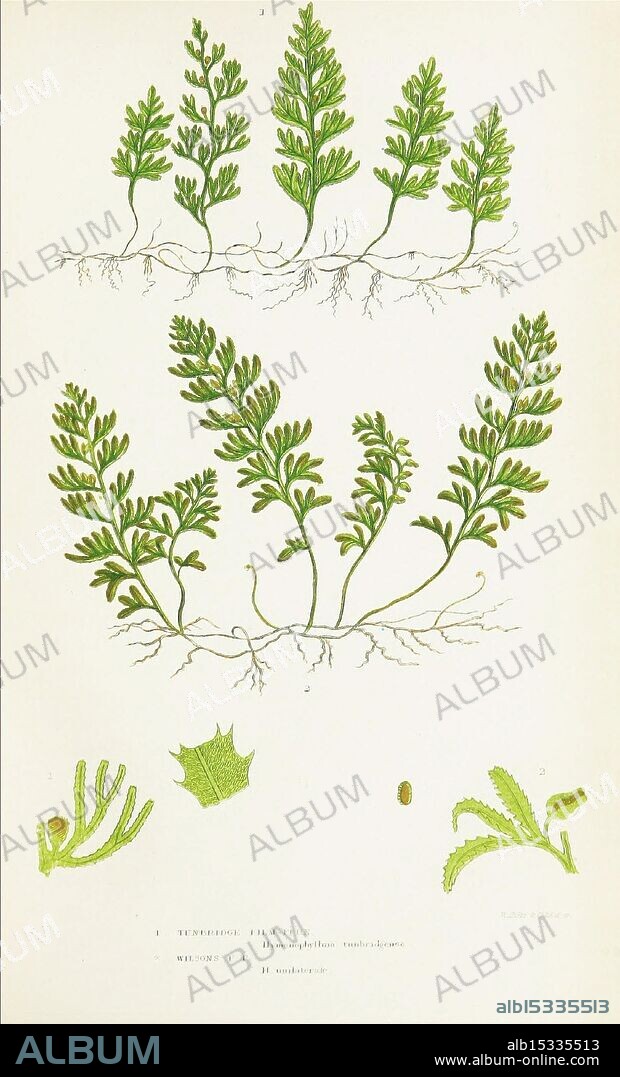 The ferns of Great Britain, and their allies the club-mosses, pepperworts, and horsetails, London, Printed for the Society for Promoting Christian Knowledge, [1855], Great Britain, ferns, Pteridophyta., The image showcases a botanical illustration featuring various fern species, specifically detailing their fronds and root structures. Each specimen is meticulously illustrated to highlight the intricate patterns and shapes of the leaves. The upper section displays the fronds with a delicate arrangement of leaflets, while the lower section provides a close-up of the root system and additional foliage variations. The design emphasizes the natural beauty and complexity of these plants, capturing their unique characteristics in a scientifically informative manner.