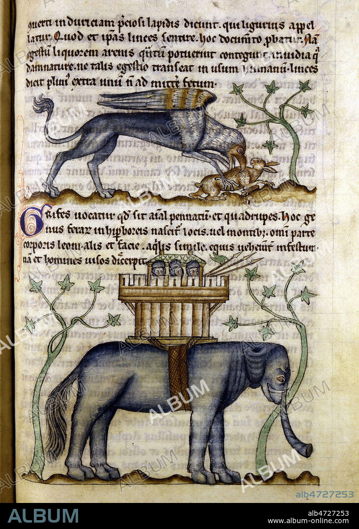 Griffon et Elephant. Enluminure tiree du bestiaire 'De natura animalium', fin 13eme s. (XIIIe, 13e s.). Manuscrit medieval conserve a la bibliotheque municipale de Douai. Credit Collection JEAN VIGNE/KHARBINE TAPABOR.