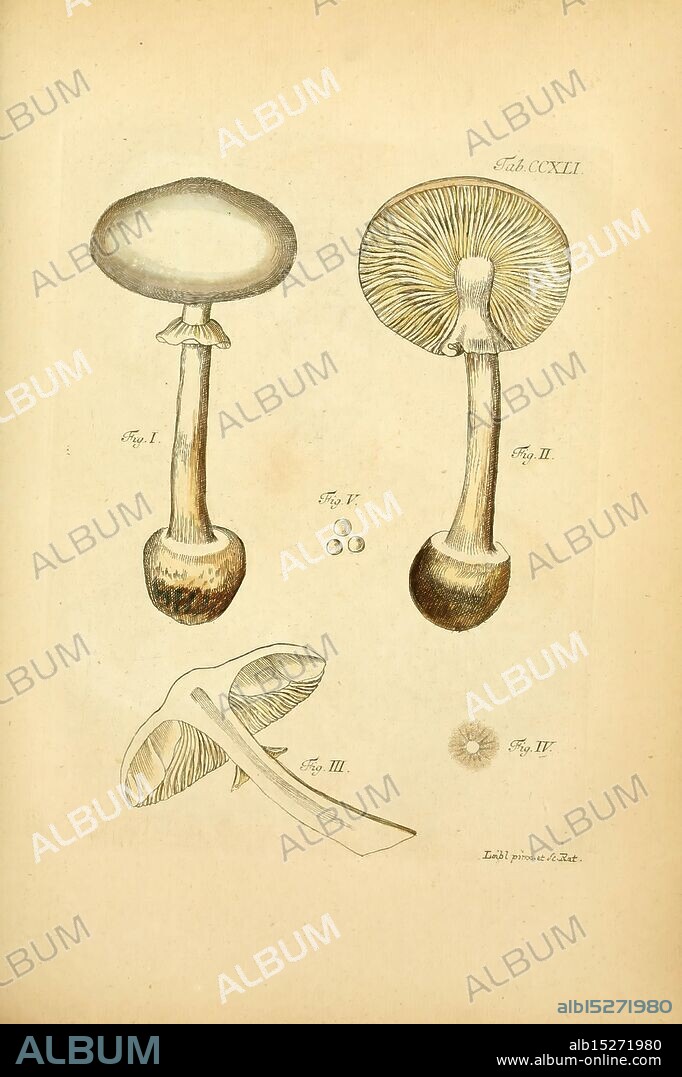 Fungorum qui in Bavaria et Palatinatu circa Ratisbonam nascuntur icones, nativis coloribus expressae, Erlangae, Apud J. J. Palmium, 1800, Germany, Bavaria, fungi, pictorial works, The artwork depicts four distinct types of mushrooms, meticulously illustrated for clarity. At the top, two variations are showcased, each with a broad, flat cap and slender stalk. The details reveal characteristic features such as the gills beneath the cap and the texture of the stem. Below, a third type is shown in profile, highlighting the gill structure and the unique shape of its cap. Accompanying this illustration are two small circular shapes, likely representing spores, along with a stylized representation of a spore print. Each mushroom is numbered, suggesting a classification system, and the overall presentation reflects a scientific approach to biology and mycology.