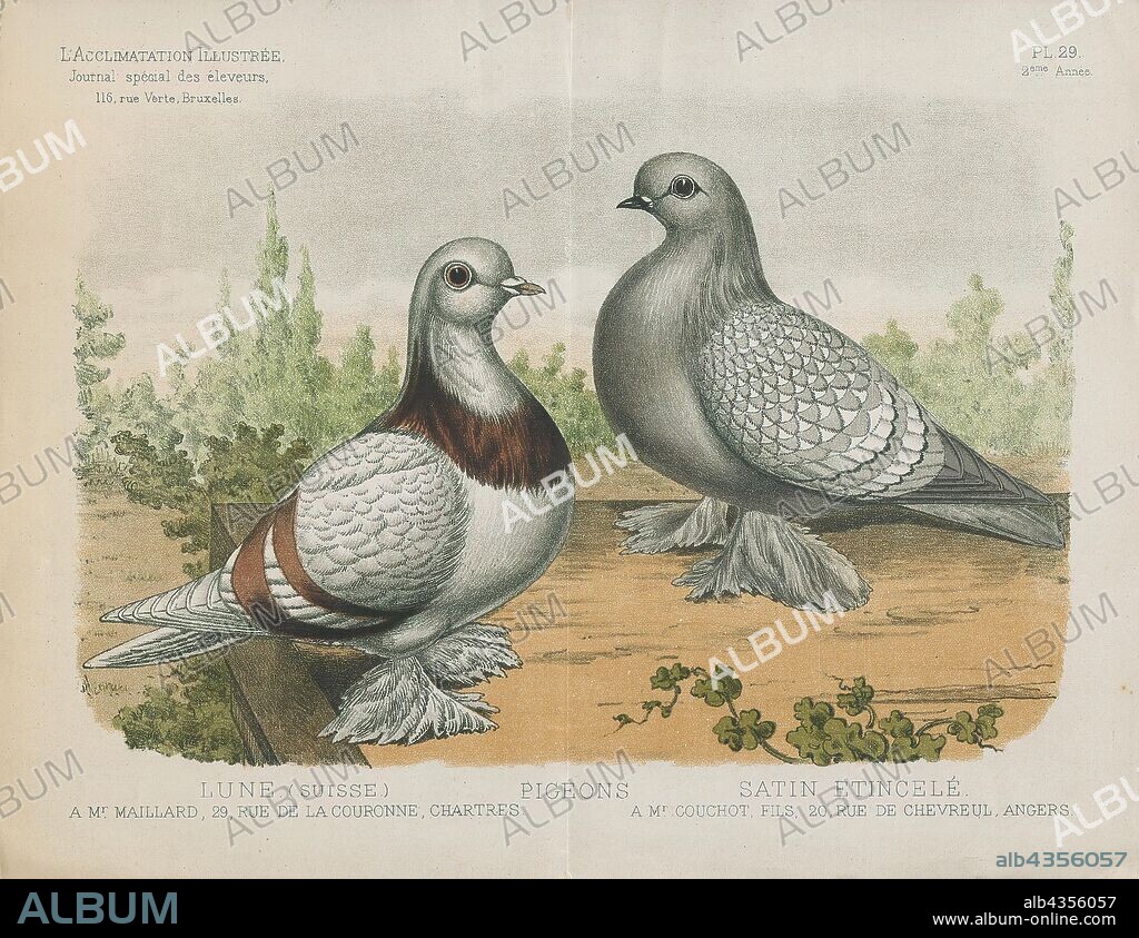 Columba livia, Print, The rock dove, rock pigeon, or common pigeon is a member of the bird family Columbidae (doves and pigeons). In common usage, this bird is often simply referred to as the "pigeon"., 1881-1889.