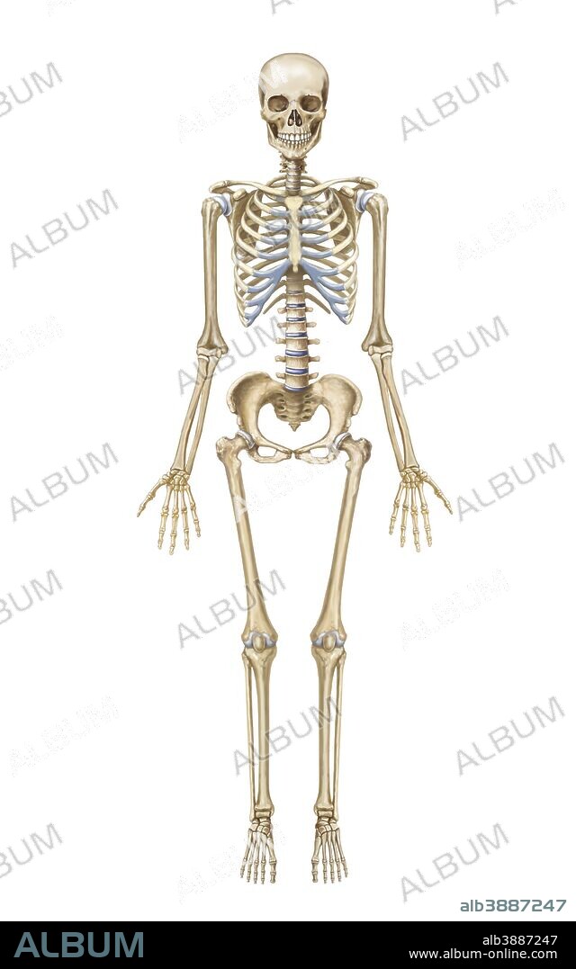 Human skeletal system, front view.
