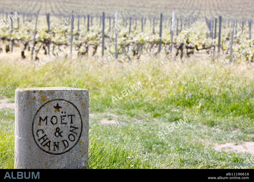 Moet et Chandon Champagne vineyard, Hautvilliers, Marne, France, Europe.