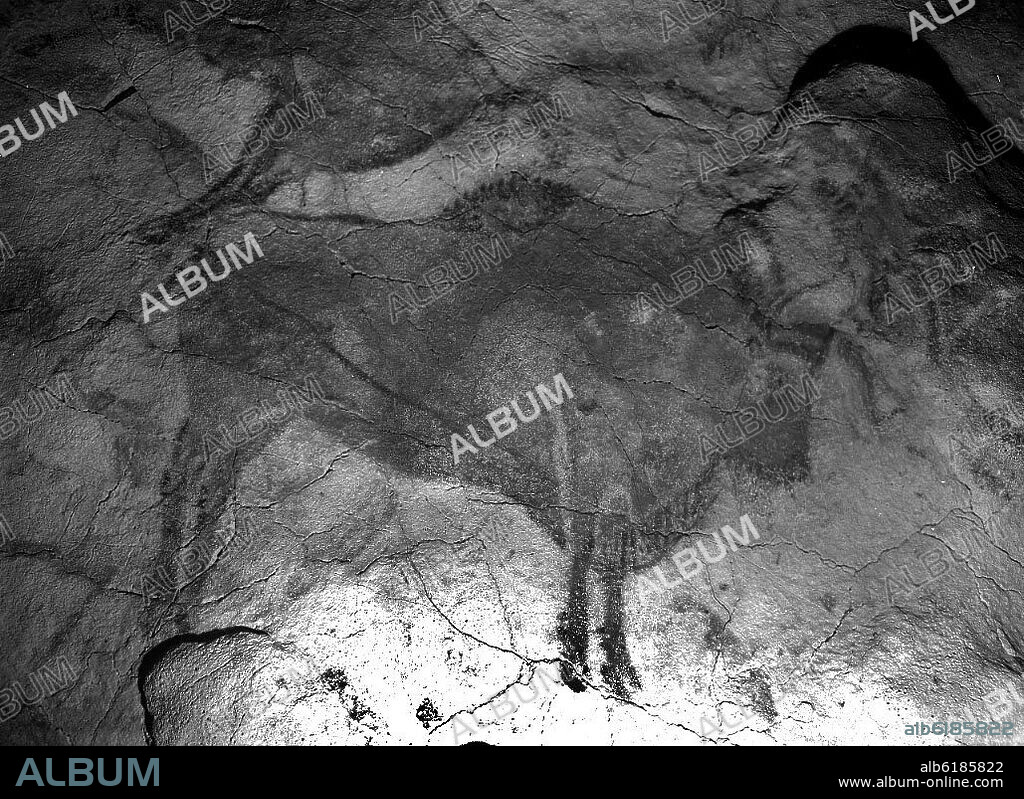 BISONTE DE LAS CUEVAS DE ALTAMIRA - PINTURA RUPESTRE- PALEOLITICO SUPERIOR-PERIODO MAGDALENIENSE - FOTOGRAFIA EN BLANCO Y NEGRO - AÑOS 50.