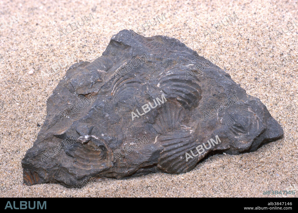 Brachiopod Fossils