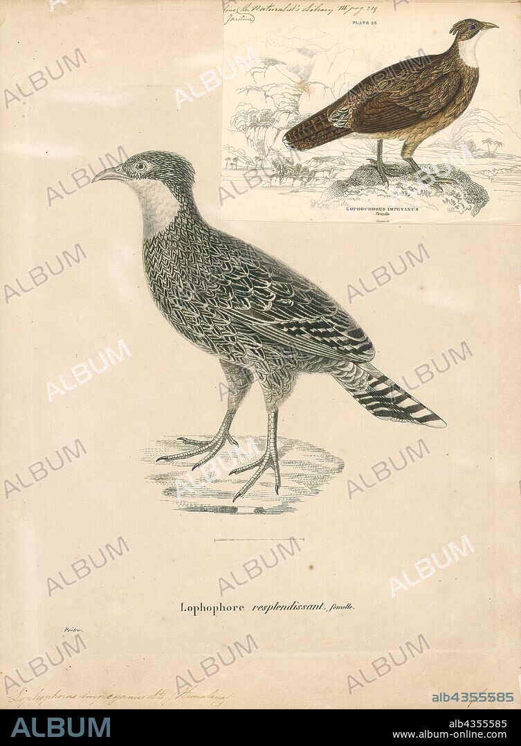 Lophophorus impeyanus, Print, The Himalayan monal (Lophophorus impejanus), also known as the Impeyan monal and Impeyan pheasant, is a bird in the pheasant family, Phasianidae. It is the national bird of Nepal, where it is known as the danphe, and state bird of Uttarakhand, India, where it is known as the monal. It was also the state bird of Himachal Pradesh until 2007. The scientific name commemorates Lady Mary Impey, the wife of the British chief justice of Bengal Sir Elijah Impey.