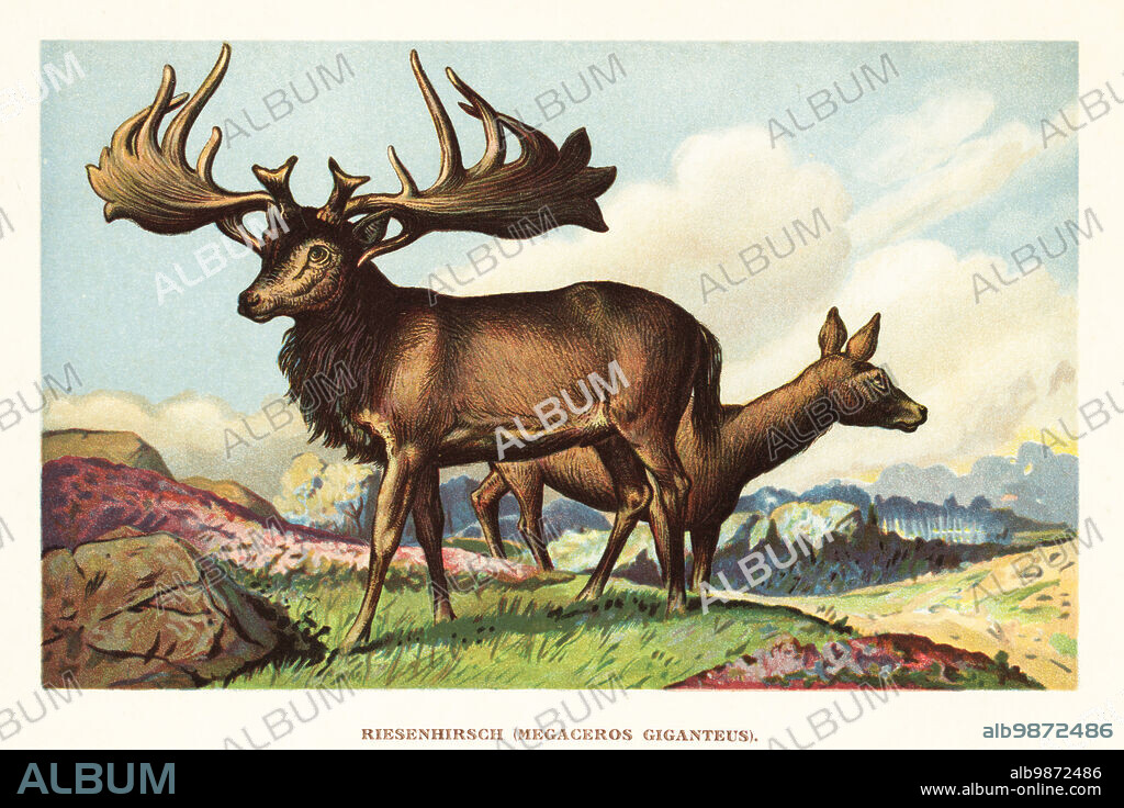 Irish elk, giant deer or Irish deer, Megaloceros giganteus, extinct species of deer of Eurasia during the Pleistocene. After a reconstruction by G. Keller in the Roemer-Museum, Hildesheim. Riesenhirsch, Megaceros giganteus. Colour printed illustration by F. John from Wilhelm Bolsches Tiere der Urwelt (Animals of the Prehistoric World), Reichardt Cocoa company, Hamburg, 1908.