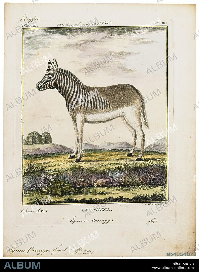 Equus quagga, Print, The plains zebra (Equus quagga, formerly Equus burchellii), also known as the common zebra, is the most common and geographically widespread species of zebra. Its range is fragmented, but spans much of southern and eastern Africa south of the Sahara. Six subspecies have been recognised including the extinct quagga which was thought to be a separate species. However, more recent research supports variations in zebra populations being clines rather than subspecies., 1700-1880.