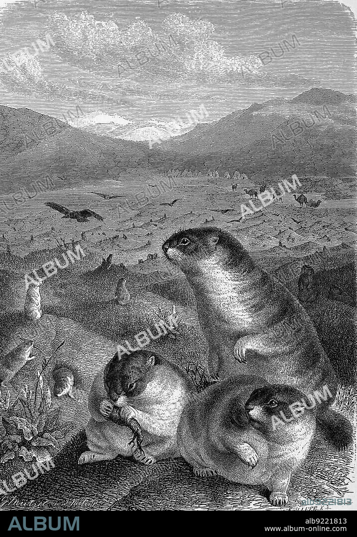 Bobak, bobak marmot, a species of marmot, genus Marmota of the family of squirrels, bobak marmot, also known as the steppe marmot (Marmota bobak), Historic, digitally restored reproduction of an original 19th century painting, exact original date unknown.