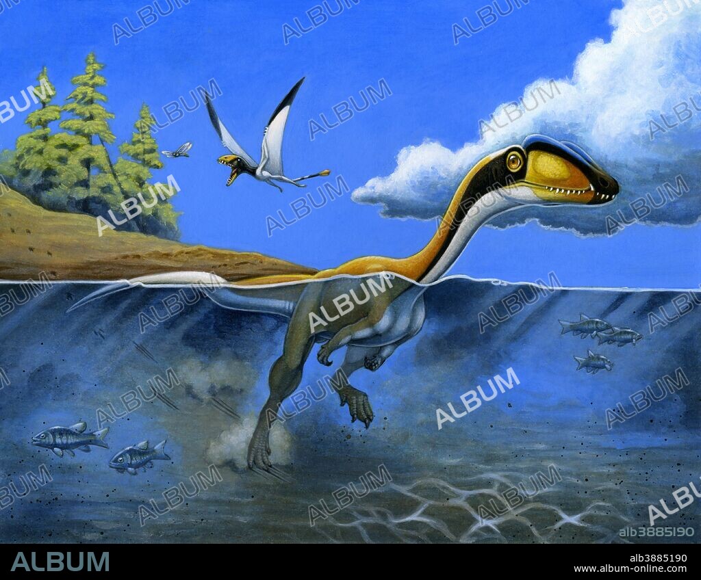 A Megapnosaurus dinosaur goes for a swim in a prehistoric lake.