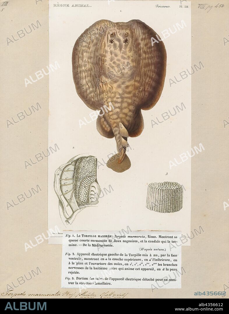 Torpedo marmorata, Print, The marbled electric ray (Torpedo marmorata) is a species of electric ray in the family Torpedinidae found in the coastal waters of the eastern Atlantic Ocean from the North Sea to South Africa. This benthic fish inhabits rocky reefs, seagrass beds, and sandy and muddy flats in shallow to moderately deep waters. It can survive in environments with very little dissolved oxygen, such as tidal pools. The marbled electric ray has a nearly circular pectoral fin disc and a muscular tail that bears two dorsal fins of nearly equal size and a large caudal fin. It can be identified by the long, finger-like projections on the rims of its spiracles, as well as by its dark brown mottled color pattern, though some individuals are plain-colored. Males and females typically reach 36–38 cm (14–15 in) and 55–61 cm (22–24 in) long respectively., 1700-1880.