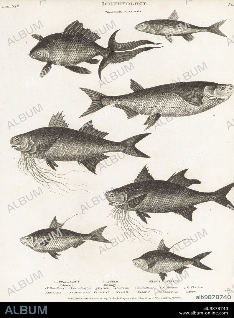 Paradise threadfin, Polynemus paradiseus 1, lesser African threadfin, Galeoides decadactylus 2, Chinese gizzard shad, Clupanodon thrissa 3, Bloch's gizzard shad, Nematalosa nasus 4, ziege, Pelecus cultratus 5, goldfish, Carassius auratus 6, and minnow, Phoxinus phoxinus 7. Copperplate engraving by Thomas Milton from Abraham Rees' Cyclopedia or Universal Dictionary of Arts, Sciences and Literature, Longman, Hurst, Rees, Orme and Brown, Paternoster Row, London, August 1, 1812.