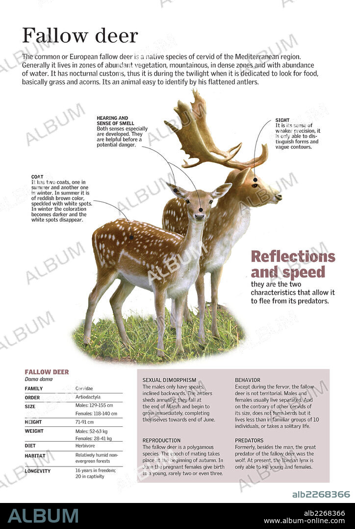 El gamo. Infografía sobre la morfología del gamo (Dama dama), una especie de cérvido nativa de la región mediterránea.