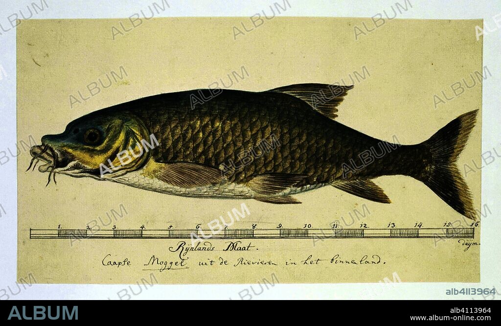 Labeo umbratus (Cape moggel). Draughtsman: Robert Jacob Gordon (attributed to). Dating: Oct-1777 - Mar-1786. Measurements: h 660 mm × w 480 mm; h 171 mm × w 300 mm.