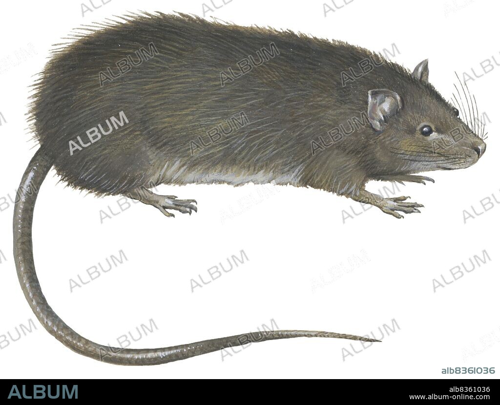 Greater bandicoot rat.