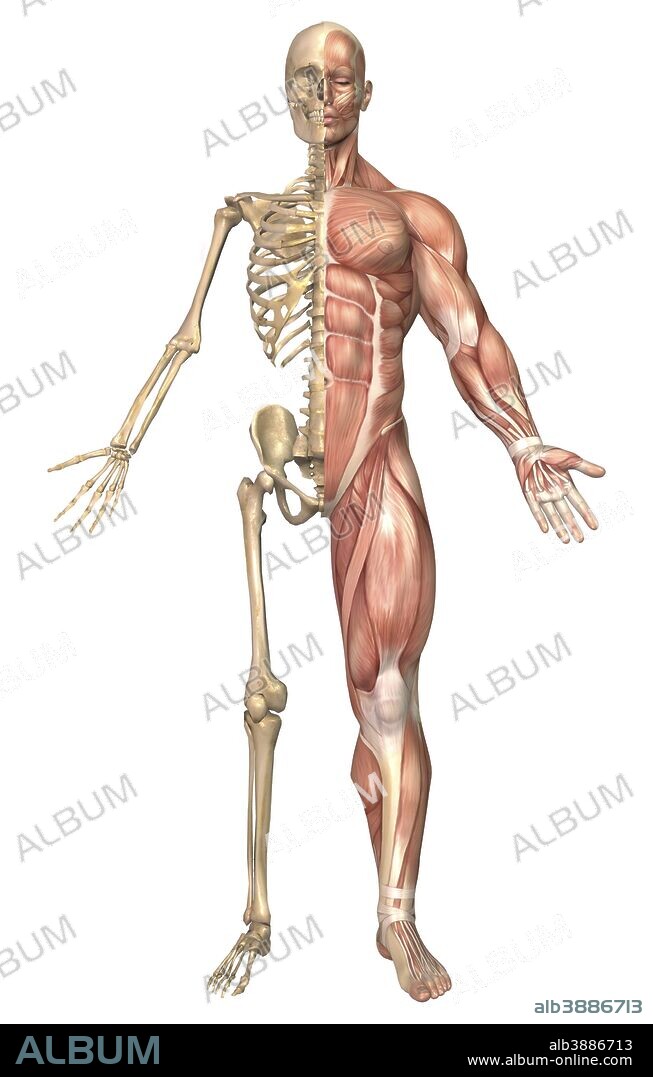 Medical illustration of the human skeleton and muscular system, front view.