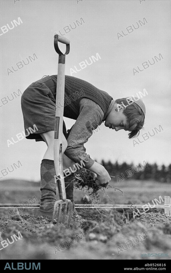 1940.. Utan bildtext. Anm. Arbetsblocken Grep Slipover Jordbruksredskap Strumpor Fält Kortbyxor Jord Landsbygd Mössor Jordbruksarbete Odlingslotter Ogräsrensning Beredskapstiden CD328 sites: SVERIGE.