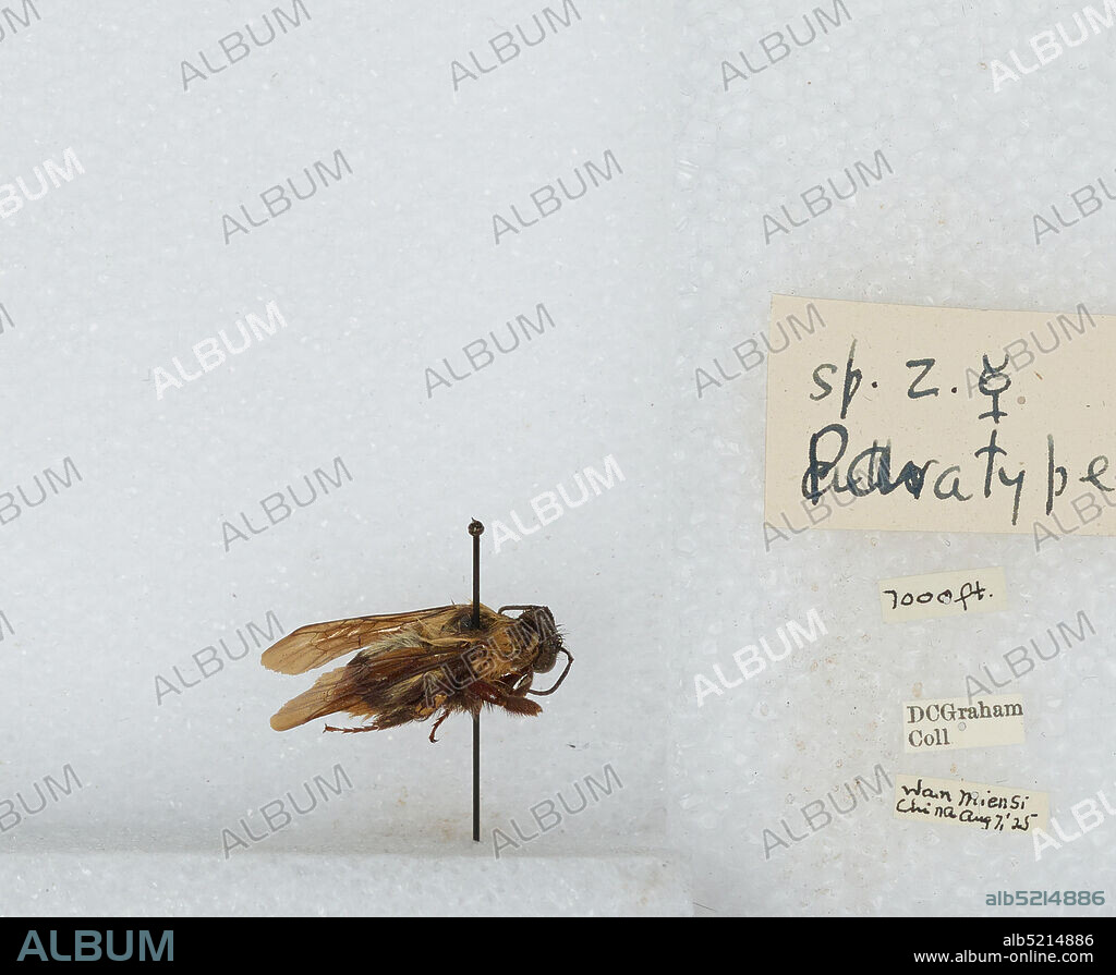 Wan Mien Si, China, Bombus sp., Animalia, Arthropoda, Insecta, Hymenoptera, Apidae, Apinae.