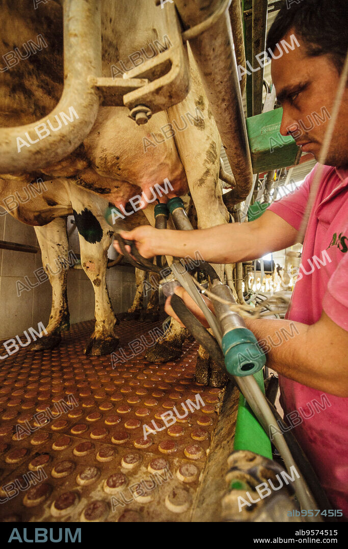 ordeño de vacas para la fabricacion artesanall de queso Binibeca de Jaume Pons - denominacion de origen Mahon artesano- finca Alcaiduset, Alaior, Menorca, Islas Baleares, españa, europa.