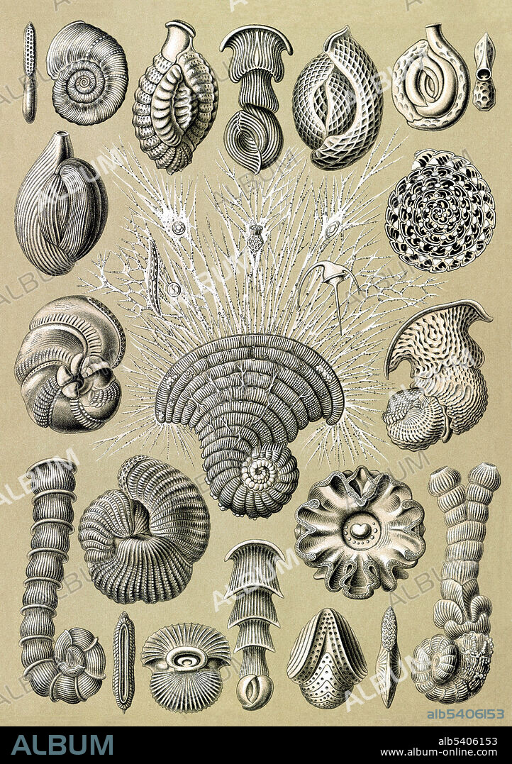 Ernst Haeckel, Foraminifera, Protist