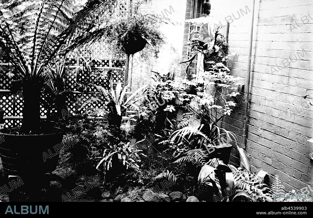 Negative - Inside the Fern Conservatory, 'Chelmer', St Kilda Road, South Yarra, Victoria, circa 1907, Conservatory at 'Chelmer', residence of Thomas Beckett at 340 St Kilda Road, South Yarra, circa 1907. Photograph by Thomas Beckett. Part of a collection of glass plate negatives taken by Dr Thomas George Beckett, doctor, pioneering radiologist and amateur photographer between 1891 and 1910. The collection is primarily of Beckett's family, friends, homes, and towns and suburbs where Beckett.