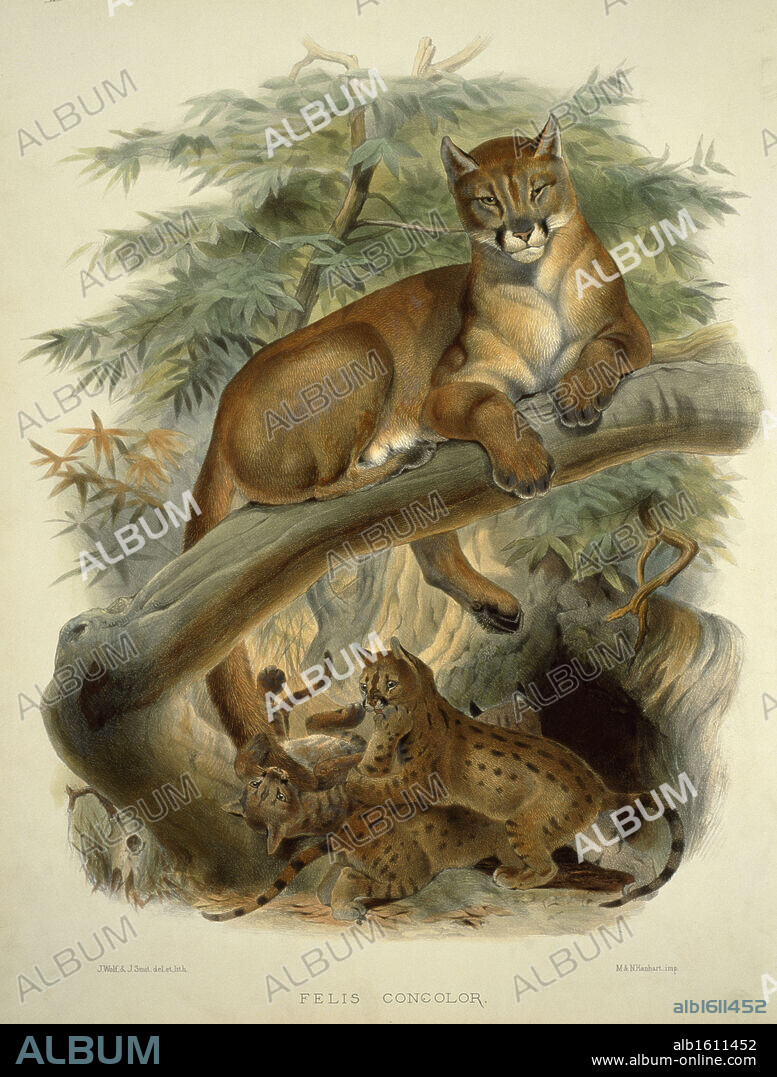 Cougar,  Puma,  Panther and American Lion (Felis Concolor) by Daniel Giraud Elliot,  monograph,  (1835-1915),  USA,  Pennsylvania,  Philadelphia,  Academy of Natural Sciences,  1883.