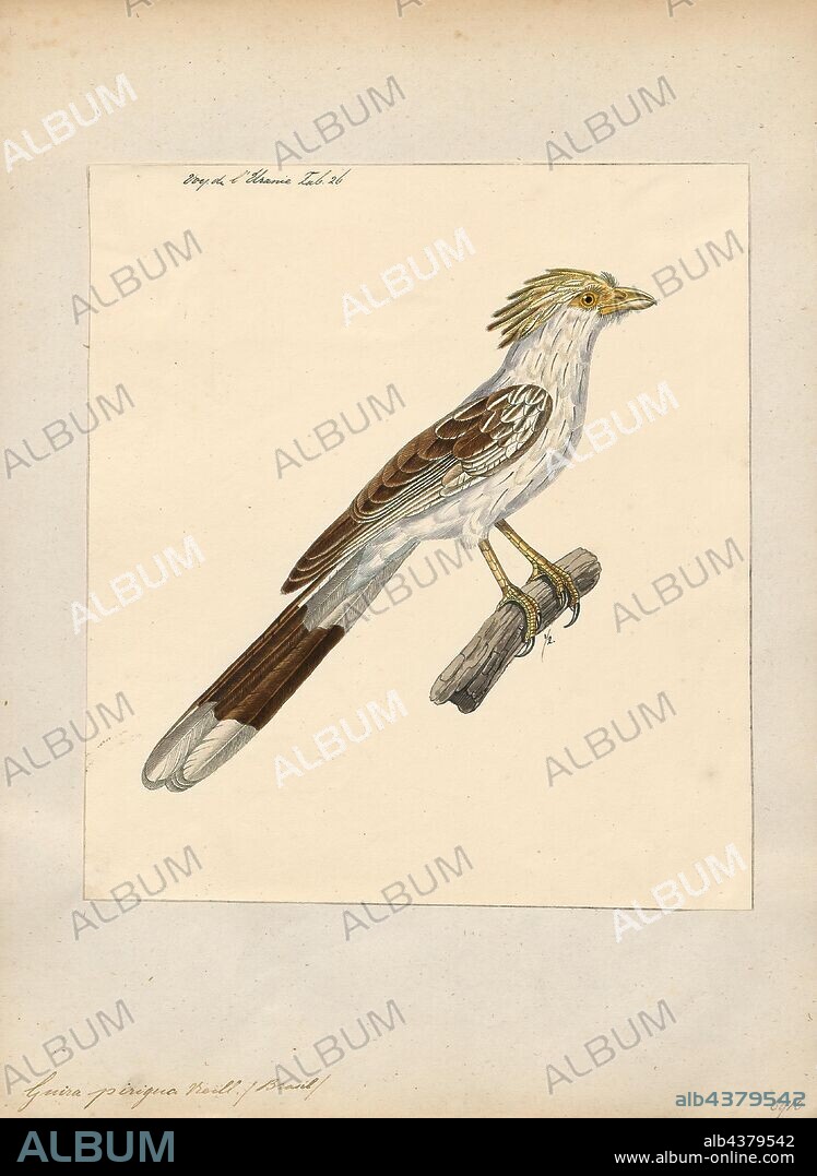Guira piririgua, Print, 1824-1839.