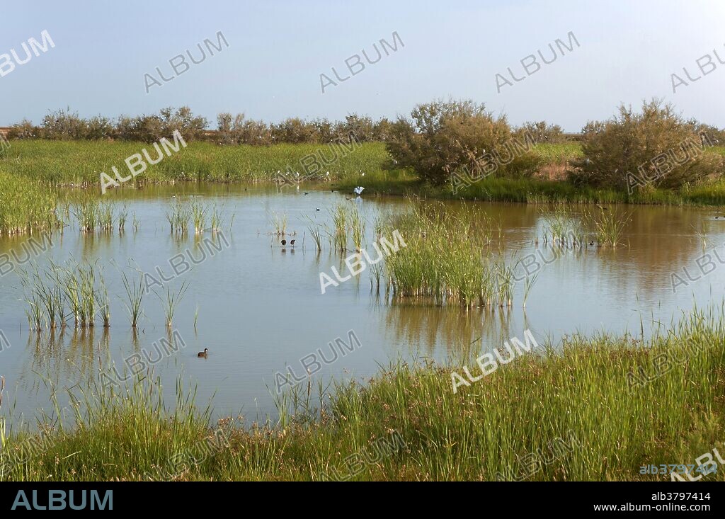 Marshes "Lucio de las Gangas", Doñana National Park, Huelva province, Region of Andalusia, Spain, Europe.
