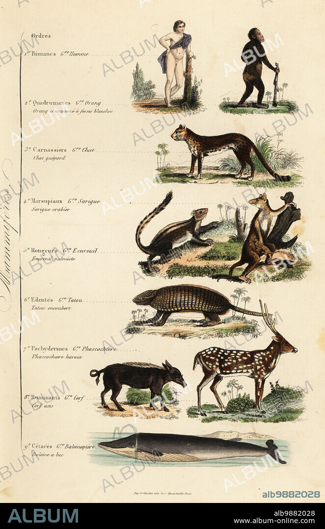 Orders of Mammals. Man, Homo sapiens, endangered chimpanzee, Pan troglodytes, cheetah, Acinonyx jubatus, Indian palm squirrel, Funambulus palmarum, gray four-eyed opossum, Philander opossum, six-banded armadillo, Euphractus sexcinctus, warthog, Phacochoerus africanus, chital deer, Axis axis, Sowerby's beaked whale, Mesoplodon bidens. Homme, Orang, Chat guepard, Sarigue crabier, Ecureuil palmiste, Tatou, encoubert, Phascochoere, haroia, Cerf axis, Baleine a bec. Handcoloured steel engraving printed by F. Chardon from Achille Comtes Musee dHistoire Naturelle, Museum of Natural History, Gustave Hazard, Paris, 1854.