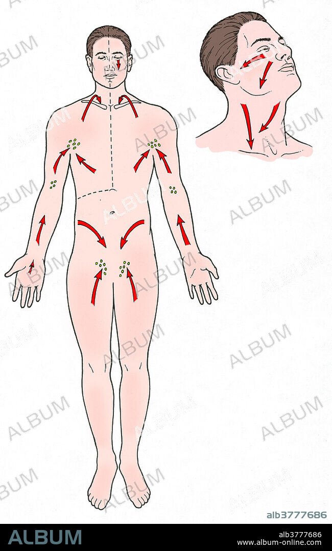 Diagram showing the direction of lymph flow in the body.