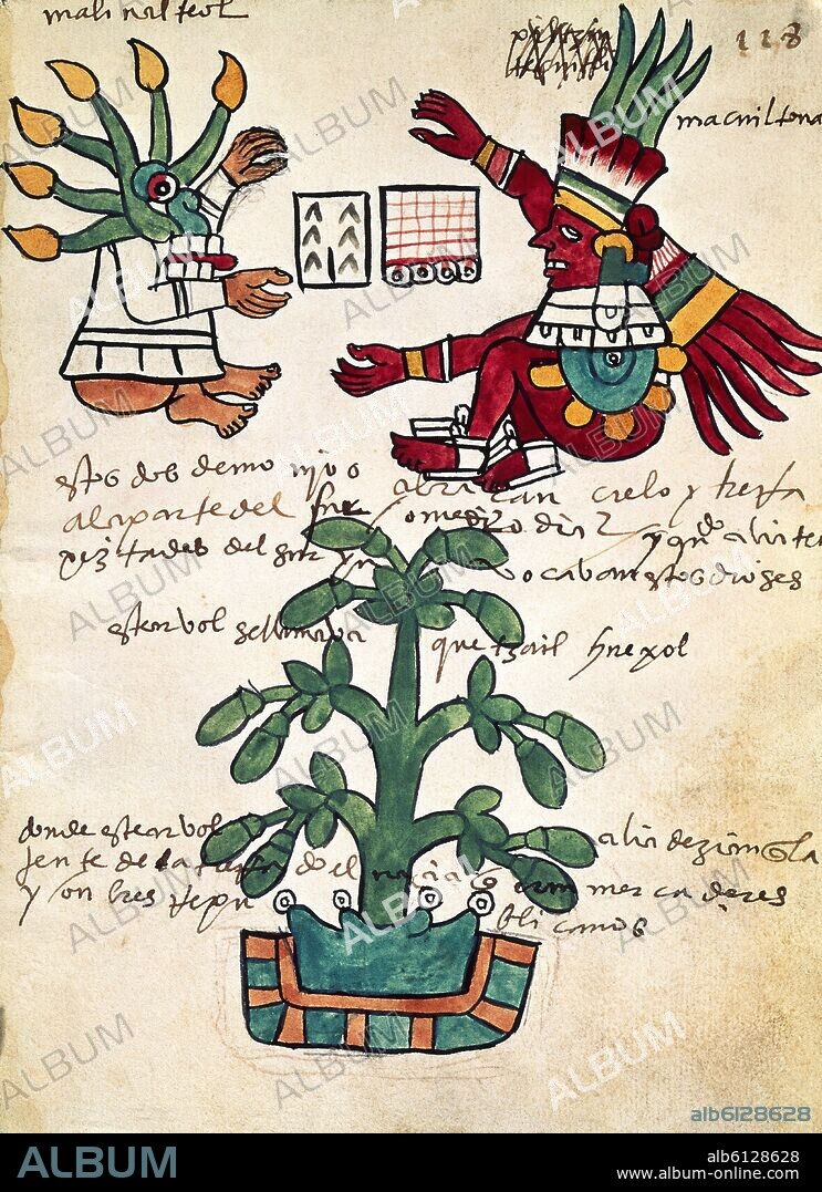 ARBOL DEL CACAO - PAGINA 228 DEL CODICE TUDELA REALIZADO EN 1553 CON ANOTACIONES EN CASTELLANO - AZTECA.