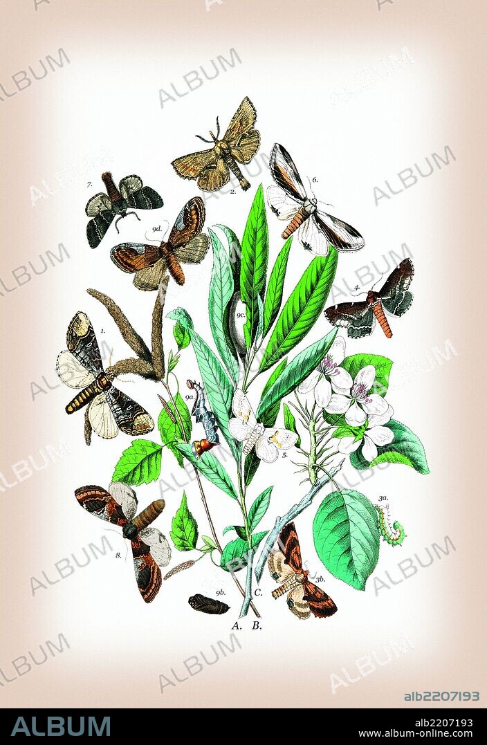 Moths: Pterostoma Palpina, Statalia Argentina, et al. 1889.