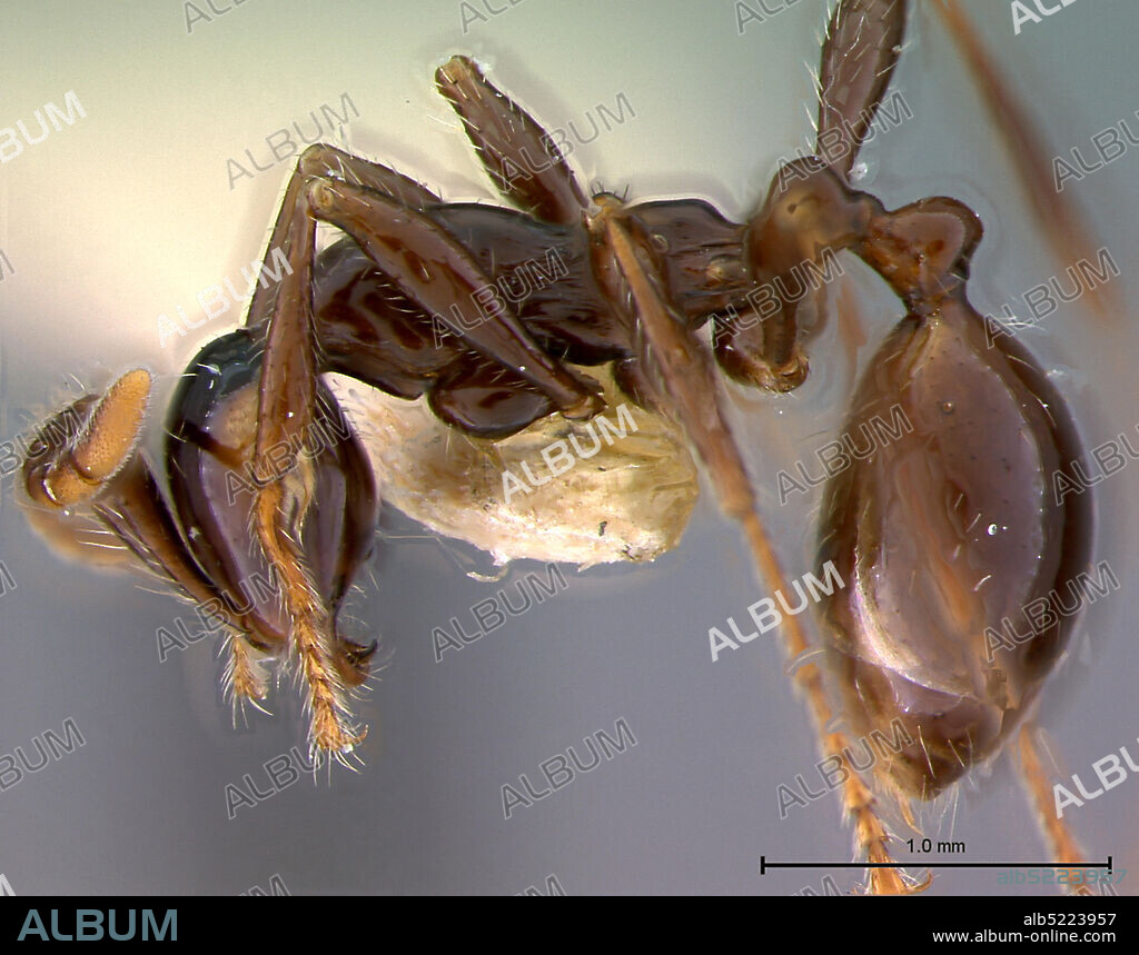 Bontoc, pi, Banayuz, Luzon, Philippines, Aenictus alticola Wheeler & Chapman, 1930, Animalia, Arthropoda, Insecta, Hymenoptera, Formicidae, Dorylinae.