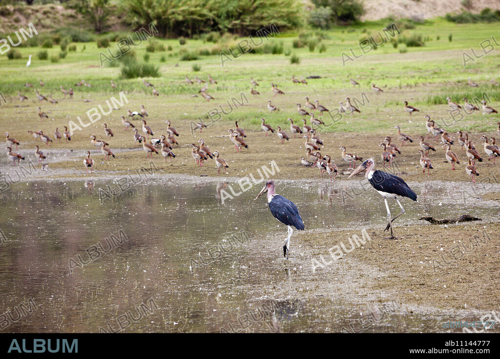 Two Marabu Storks, Leptoptilos crumeniferus, Namibia.