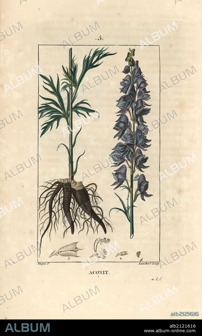 Monkshood, Aconitum napellus, showing flowers, leaves and roots. Handcoloured stipple copperplate engraving by Lambert from a drawing by Pierre Jean-Francois Turpin from Chaumeton, Poiret et Chamberet's "La Flore Medicale," Paris, Panckoucke, 1830. Turpin (1775~1840) was one of the three giants of French botanical art of the era alongside Pierre Joseph Redoute and Pancrace Bessa.