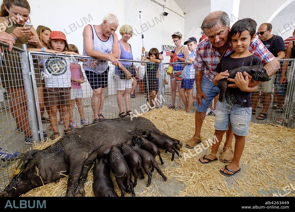 camada de cerdo negro mallorquin, Porc Negre, venta de animales vivos en el mercado comarcal, Sineu, Mallorca, balearic islands, spain, europe.