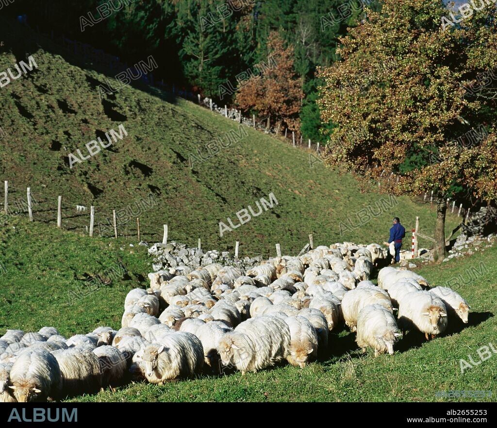Rebaño de ovejas en los alrededores de Azpeitia. Provincia de Guipúzcoa (Gipuzkoa). País Vasco.