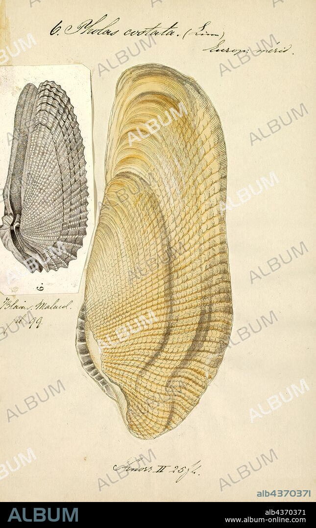 Pholas costata, Print, Pholas is a taxonomic genus of marine bivalve molluscs in the family Pholadidae. Like other members of this family, they have an ability to bore through clay, earth, wood and soft rock.