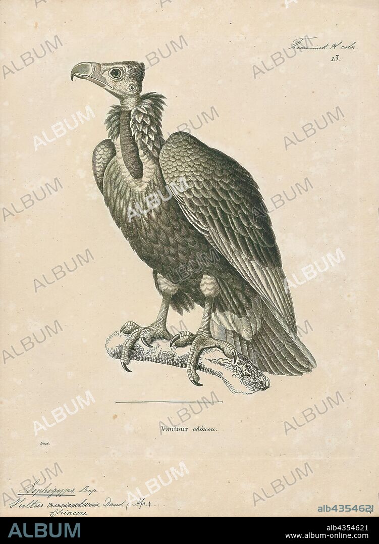 Vultur chincou, Print, Andean condor, The Andean condor (Vultur gryphus) is a South American bird in the New World vulture family Cathartidae and is the only member of the genus Vultur. Found in the Andes mountains and adjacent Pacific coasts of western South America, the Andean condor is the largest flying bird in the world by combined measurement of weight and wingspan. It has a maximum wingspan of 3.3 m (10 ft 10 in)exceeded only by the wingspans of four seabirds and water birds—the roughly 3.5 m (11 ft 6 in) maximum of the wandering albatross, southern royal albatross, great white pelican and Dalmatian pelican., 1700-1880.