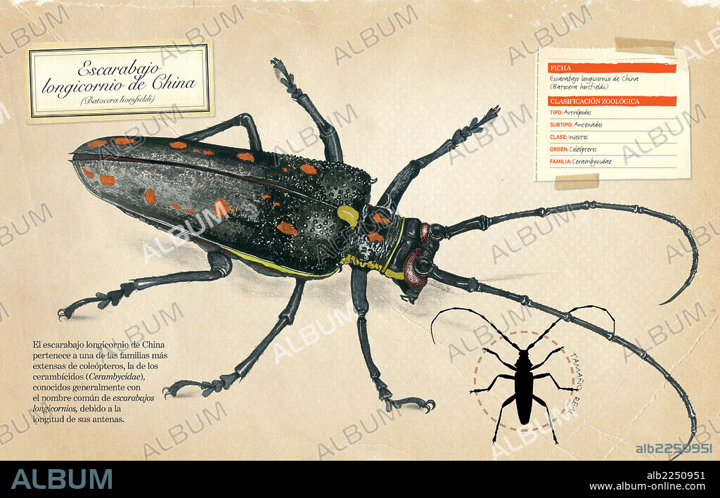Escarabajo longicornio de China. Ficha y clasificación zoológica del escarabajo longicornio de China (Batocera horsfieldi).